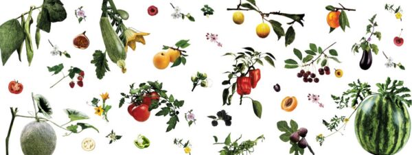 Fruits et légumes de saison - été