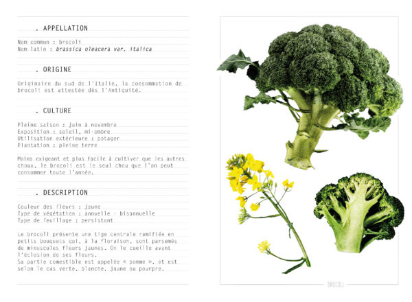 EBOOK - Saison AUTOMNE - Brocoli