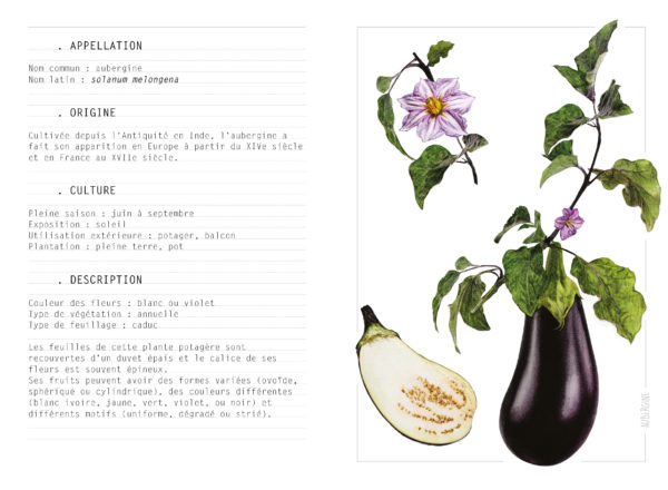 EBOOK - Saison ETE - Aubergine