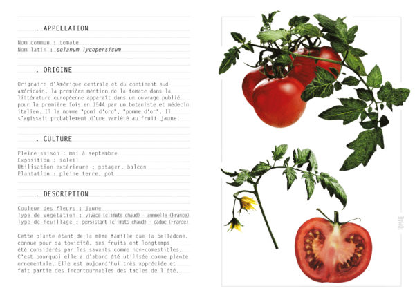 EBOOK - Saison ETE - Tomate