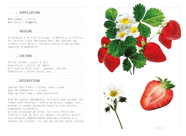 EBOOK - Saison PRINTEMPS - Fraise